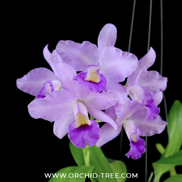 Cattleya Lipolani Blue Orchid Plant - BS