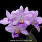 Cattleya Lipolani Blue Orchid Plant - BS