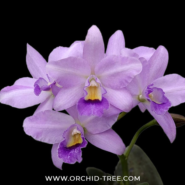 Cattleya Lipolani Blue Orchid Plant - BS