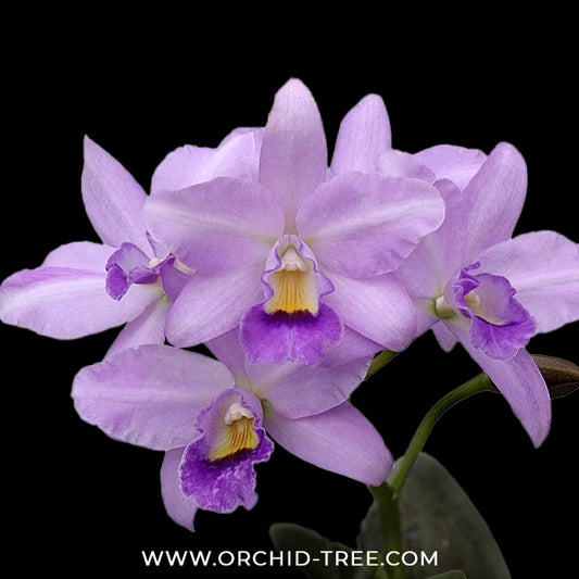 Cattleya Lipolani Blue Orchid Plant - BS