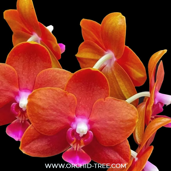 Phalaenopsis Charming Little Gold Orchid plant - FF
