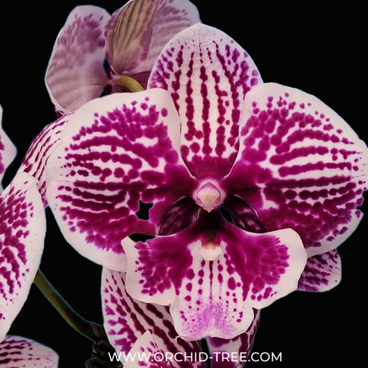 Phalaenopsis Little Devil Orchid Plant - FF
