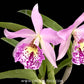 Cattleya (Bct.) Little Aiko Orchid Plant - BS - Buy Orchids Plants Online by Orchid-Tree.com