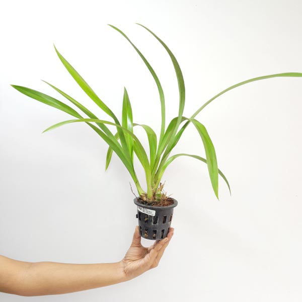 Cymbidium Little Black Sambo 'Black Magic' Orchid Plant - BS
