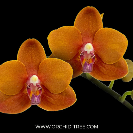 Phalaenopsis Charming Little Gold Orchid plant - FF