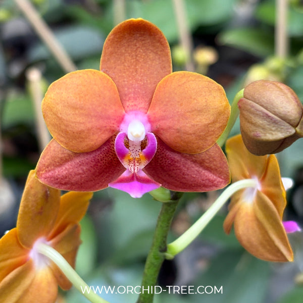Phalaenopsis Charming Little Gold Orchid plant - FF - Buy Orchids Plants Online by Orchid-Tree.com