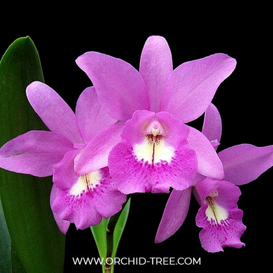 Cattleya (Bc.) Little Mermaid Orchid Plant - BS