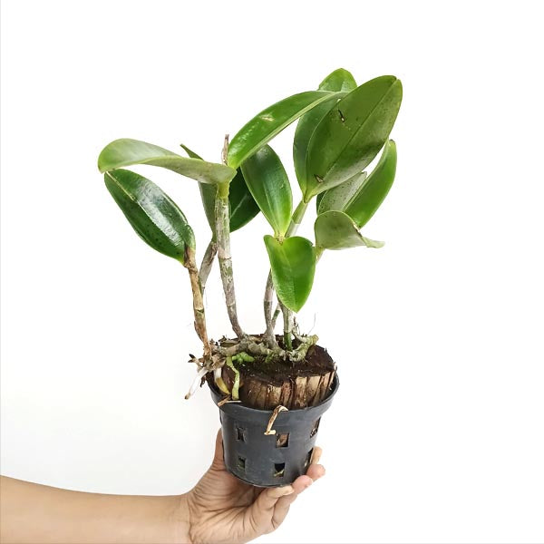 Cattleya Little Quail 'Bright Island' Orchid Plant - BS