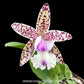 Cattleya Little Quail 'Bright Island' Orchid Plant - FF