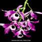 Dendrobium lituiflorum sp. - BS