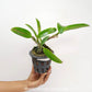Cattleya Loog Tone x Galaxy Belle Orchid Plant - BS