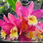 Cattleya Loog Tone x Galaxy Belle Orchid Plant - BS