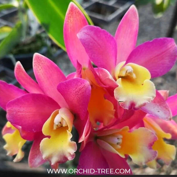Cattleya Loog Tone x Galaxy Belle Orchid Plant - BS