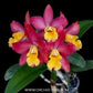 Cattleya Loog Tone x Galaxy Belle Orchid Plant - BS