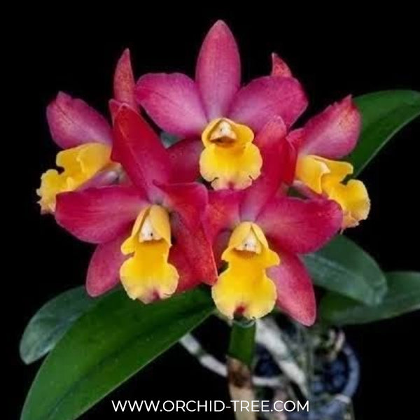 Cattleya Loog Tone x Galaxy Belle Orchid Plant - BS