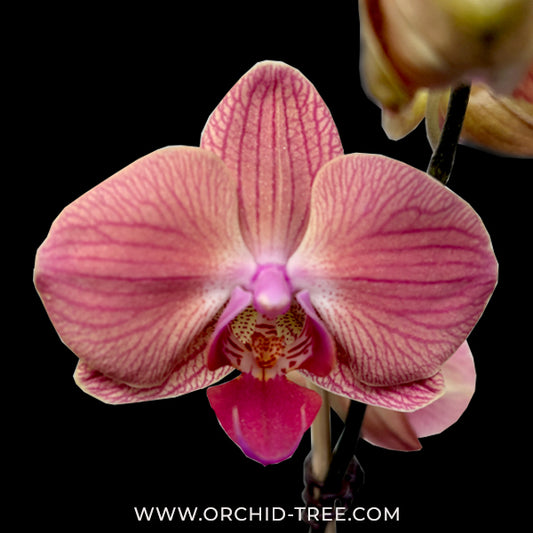 Phalaenopsis Love Day Orchid Plant - FF - Buy Orchids Plants Online by Orchid-Tree.com