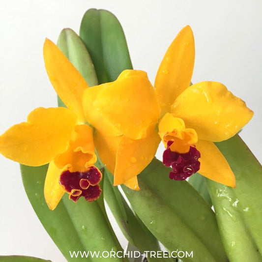 Cattleya Love Love Rich Orchid Plant - BS