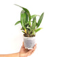Cattleya Love Love Rich Orchid Plant - BS