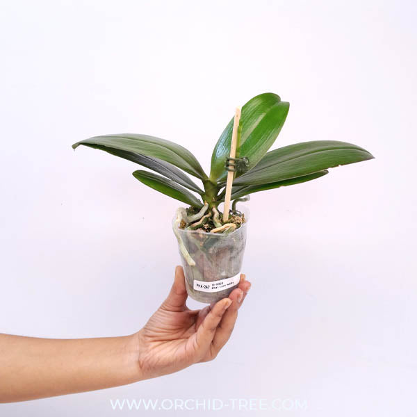 Phalaenopsis Love Waltz Orchid Plant - FF