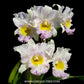 Cattleya (Rlc.) Lovely Bangkok - BS