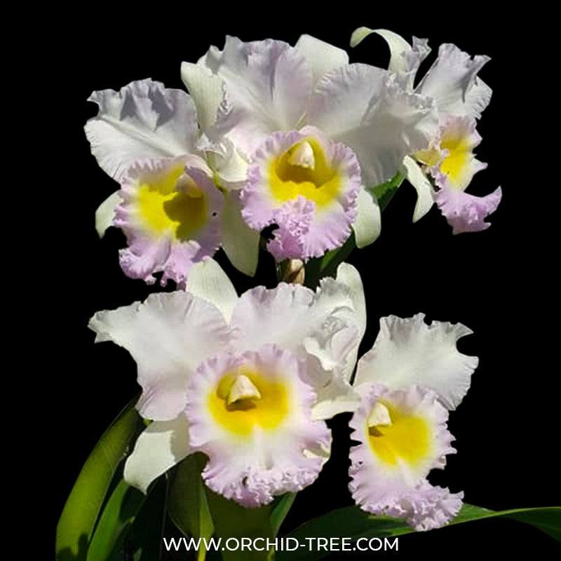 Cattleya (Rlc.) Lovely Bangkok - BS