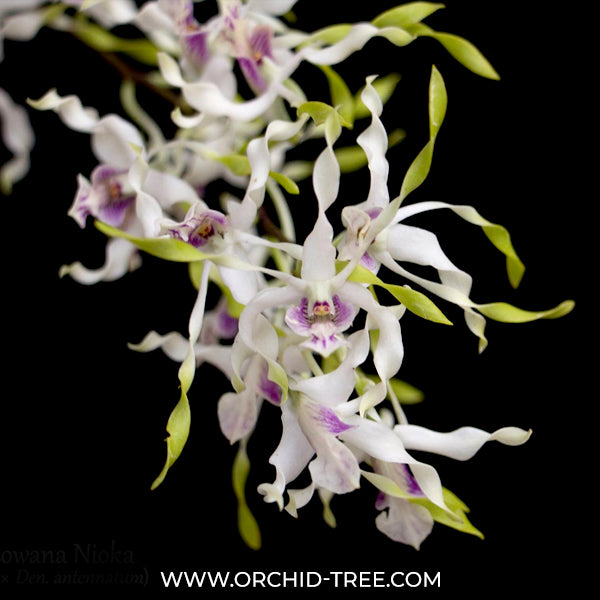 Dendrobium Lowana Nioka - BS