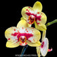 Phalaenopsis Lucky Cat Orchid Plant - FF
