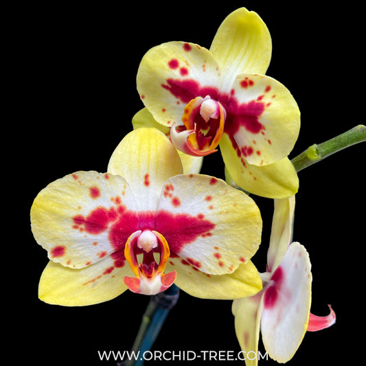 Phalaenopsis Lucky Cat Orchid Plant - FF