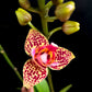 Phalaenopsis Younghome Lucky Leopard - BS