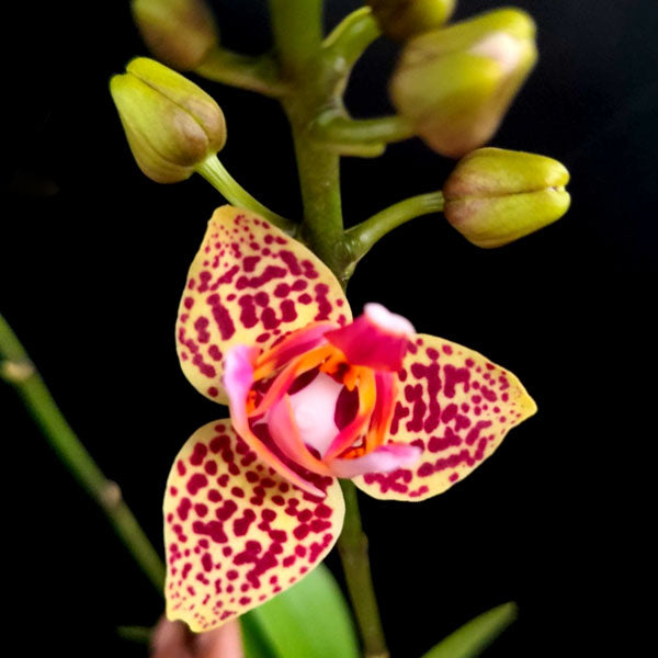 Phalaenopsis Younghome Lucky Leopard - BS