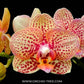 Phalaenopsis Younghome Lucky Leopard - BS