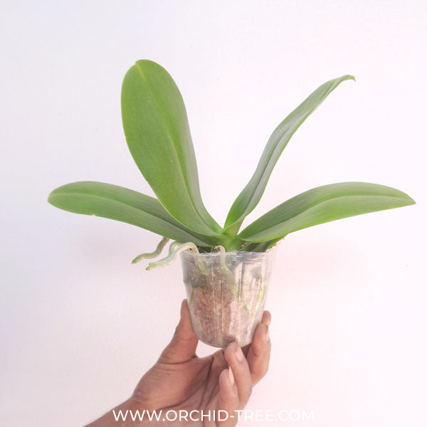 Phalaenopsis ShuLong Lucky Sun Orchid Plant - FF
