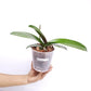 Phalaenopsis Lucky Cat Orchid Plant - FF