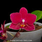 Phalaenopsis Younghome Lucky (miniature Orchid Plant) - FF - Buy Orchids Plants Online by Orchid-Tree.com