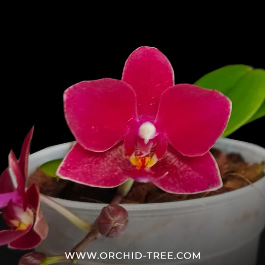 Phalaenopsis Younghome Lucky (miniature Orchid Plant) - FF - Buy Orchids Plants Online by Orchid-Tree.com