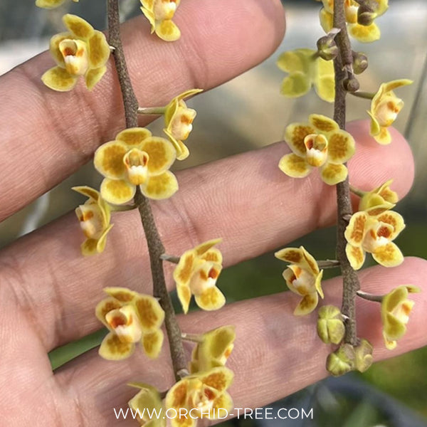 Chiloschista lunifera x parishii Orchid Plant - BS