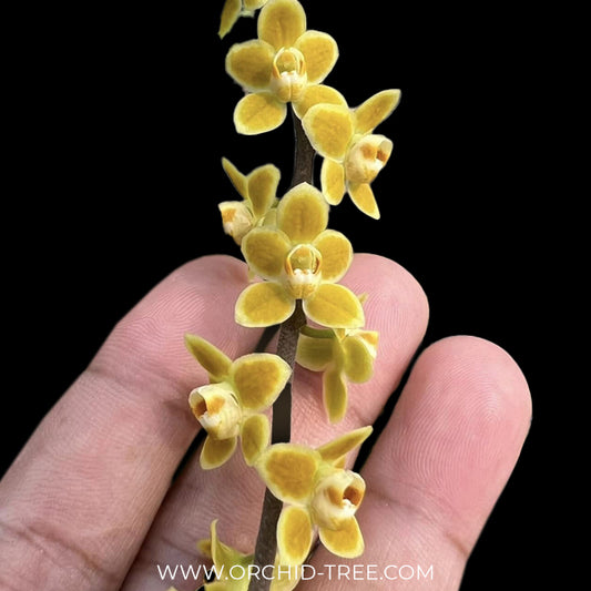 Chiloschista lunifera x parishii Orchid Plant - BS