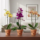 Phalaenopsis in Spike in Terracotta Pot | Subscription Pack - Buy Orchids Plants Online by Orchid-Tree.com