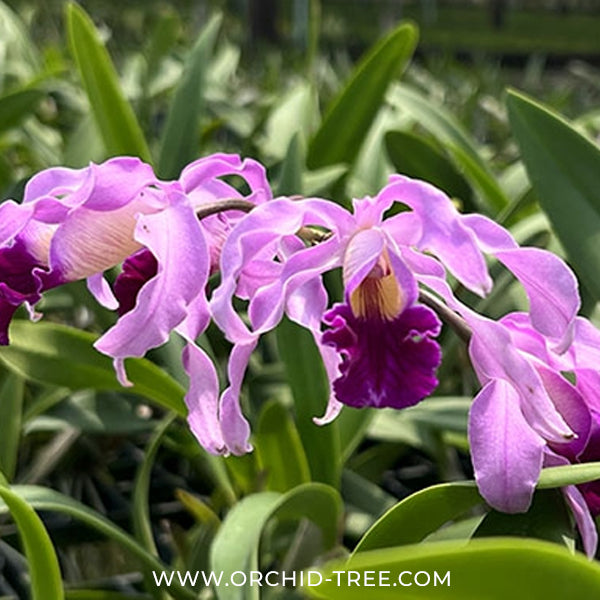 Myrmecocattleya Monte Bello Orchid Plant - BS