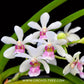 Vanda Holcostylis M S Sunlight Orchid Plant - BS