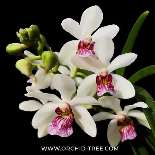 Vanda Holcostylis M S Sunlight Orchid Plant - BS