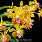 Vanda M.V. Tannins AM/AOS Orchid Plant - FF