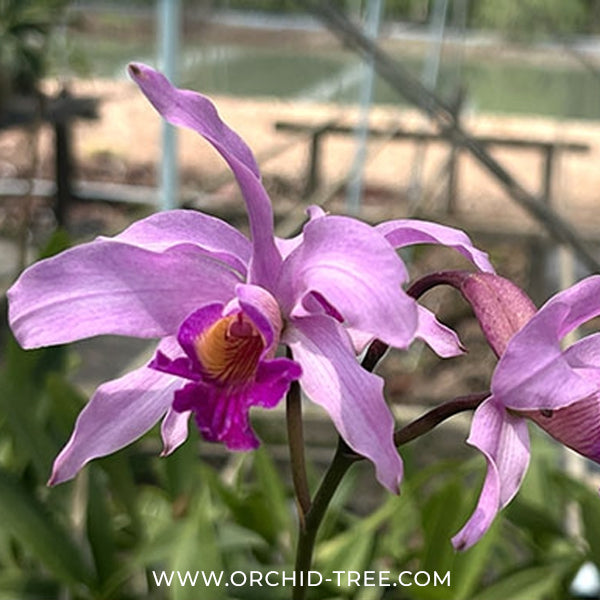 Myrmecocattleya Monte Bello Orchid Plant - BS
