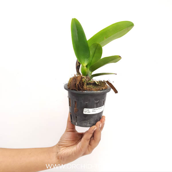Cattleya Mackie's Flare Orchid Plant - BS