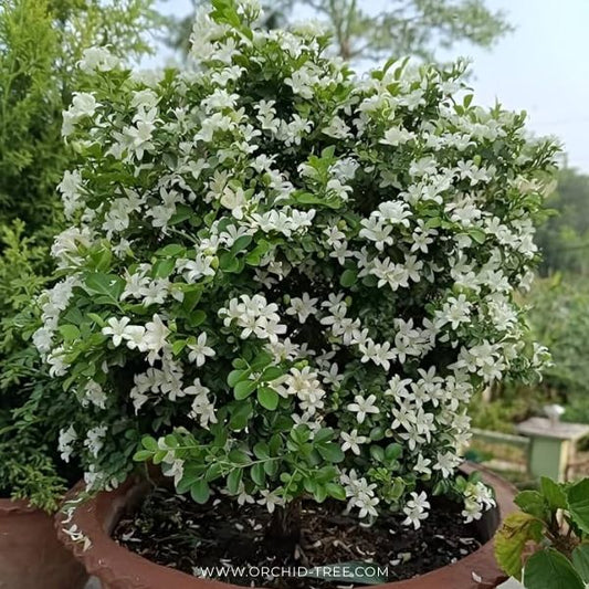 Murraya (Madhu Kamini) - Buy Orchids Plants Online by Orchid-Tree.com