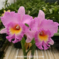 Cattleya Mahina Yahiro Orchid Plant- BS
