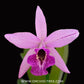 Cattleya (Bc) Maikai x (L.) anceps Orchid Plant - BS