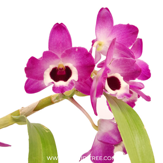 Dendrobium (Nobile) Maloflake Hybrid Orchid Plant - BS