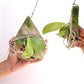 Phalaenopsis mannii sp. Orchid Plant - BS - Buy Orchids Plants Online by Orchid-Tree.com