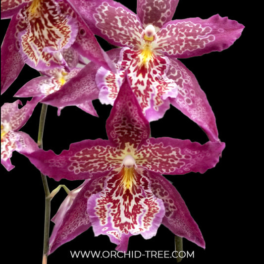 Oncidium (Bllra). Marfitch Howard's Dream Orchid Plant - BS